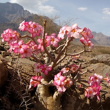 Адениум - роза пустыни