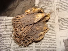 Гнездо клубнелуковиц туберозы, выросшее за два года от одной луковички
