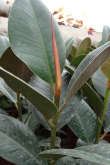 Молодые листья фикуса имеют красный прилистник, который после отпадает