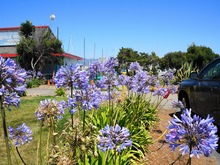 Агапантусы цветут в Калифорнии, США, как у нас ирисы бородатые, фото блогера из ЖЖ