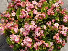 Бегония вечноцветущая, гибридный сорт с зелёными листьями и бело-розовыми цветками