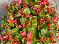 Бегония вечноцветущая, гибридный сорт с зелёными листьями и ярко-розовыми цветками