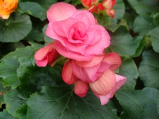 Бегония элатиор расы Ригера с розовыми цветками