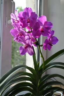 Ванда моноподиальная орхидея, точка роста у нее на макушке