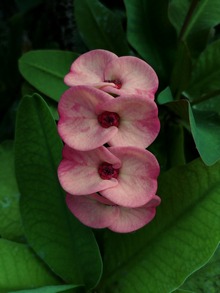 Цветок молочая состоит из одного женского и нескольких мужских