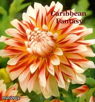     Carribien Fantasy
