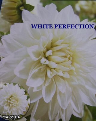    WHITE PERFECTION 