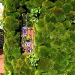 Сад из мхов на выставке в Челси