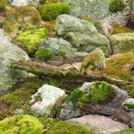 Сад из мхов и камней в японском стиле