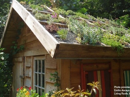 Зеленые технологии в строительстве - сад на крыше в Северной Каролине