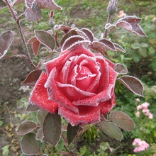 Наслаждаться ароматом роз можно с июля и до самых заморозков