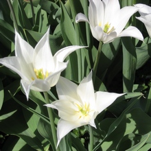 В мае распускаются тюльпаны, среди которых множество белоснежных сортов