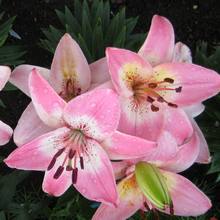 Для розового сада легко выбрать сорта лилий азиатских гибридов