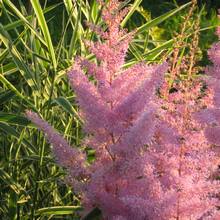 Цветущая на склоне лета розовая астильба