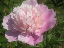 Для розового монохромного цветника подойдут пионы сорта Сара Бернар