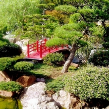 Красные деревянные мостики в каменном японском саду в Монако