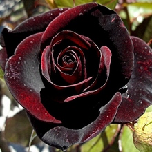 Черная роза Блэк Мэджик