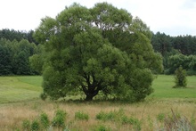 Пышное дерево на поляне