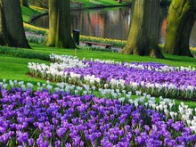 Крокусы в Кекенхофе, Нидерланды, фото из интернета
