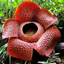 Растения рода Раффлезия обитают только на территории ЮВА - п-ов Малакка, о-ва Суматра, Ява, Калимантан, Филиппины