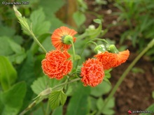Emilia sagittata эмилия стрелолистная, или цветущий желудь, открыта в ЮВА французским ботаником Александром Анри Габриелем де Кассини и названа по имени любовницы
