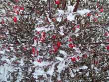 Барбарис обыкновенный с плодами под снегом