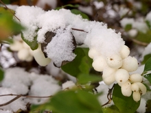 Декоративноплодный кустарник снежноягодник белый