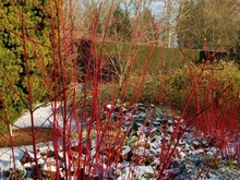Кустарники дерена белого и других видов зимой обнажают красные побеги