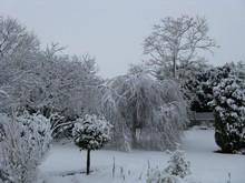 В зимнем саду особенно привлекательны хвойники и деревья с плакучей кроной