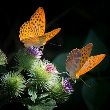 Бабочки перламутровки