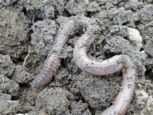 Дождевые черви свидетельствуют о плодородии почвы