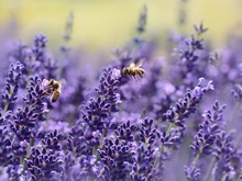 Пчелы участвуют в опылении садовых культур