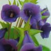 Глоксиния башмачок фиолетовый