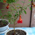 Гранат - трудно укореняемое растение холодной оранжереи