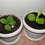 Как выращивать огурцы в квартире