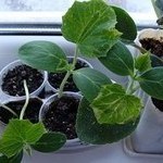 Как выращивать огурцы в квартире