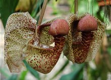 У роскошного тропического орхидного Coryanthes macrantha губа образует бассейн, постоянно наполняющийся водой. Избыток воды стекает из бассейна через особый желобок