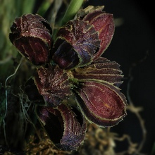 Орхидеи плеуроталлидной группы Masdevallia fenestrata которую теперь называют Zootrophion atropurpureum, три доли чашечки сомкнуты и никогда не открываются, и потому внутрь цветка можно проникнуть только лишь через окошечки