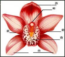 Орхидея: строение цветка