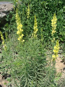 Льнянка обыкновенная Linaria vulgaris ранее принадлежала семейству Норичниковых, сегодня - Подорожниковых