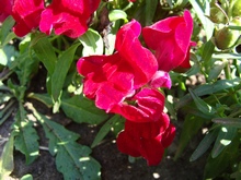 Антирринум красный, низкорослая форма с крупными цветами