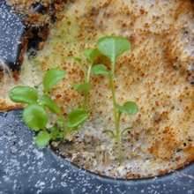 Лобелия - выращивание из семян
