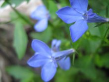 Фото лобелии Оксаны Стадник с однотонными синими цветками