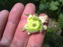 Плод мальвы - калачик с семенами