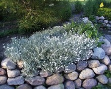 Ясколка отличное почвопокровное растение для альпинариев и каменных стенок