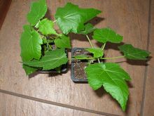 Высокорослые абутилоны прищипываем после 2 пар настоящих листьев, низкорослые можно не прищипывать, фото Ольги Людовой