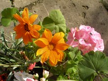Гацанию можно выращивать даже в цветочном горшке, фото Ольги Людовой