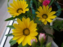 Гацания может перезимовать в цветочном горшке на светлом прохладном подоконнике без поливов, фото Ольги Людовой