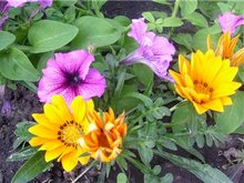 Газания в цветнике с петунией кустовой, фото Ольги Людовой