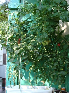 Декоративный ампельный помидор Чери Фаунтин на балконе